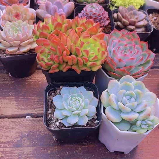 红灯笼➕静夜家，冰玉单➕侧影