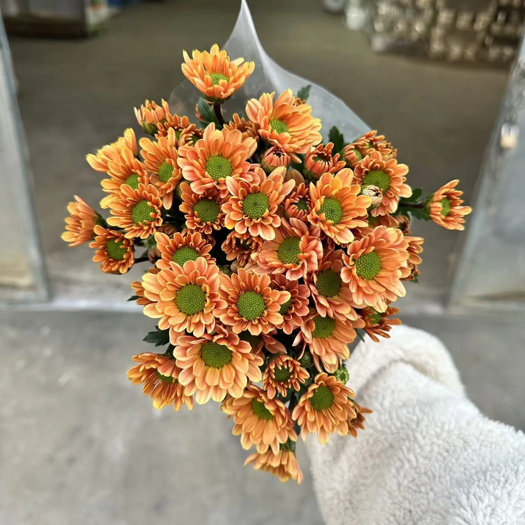 10枝香槟小雏菊【两单顺丰冷链或京东空运】云南鲜切花花期长