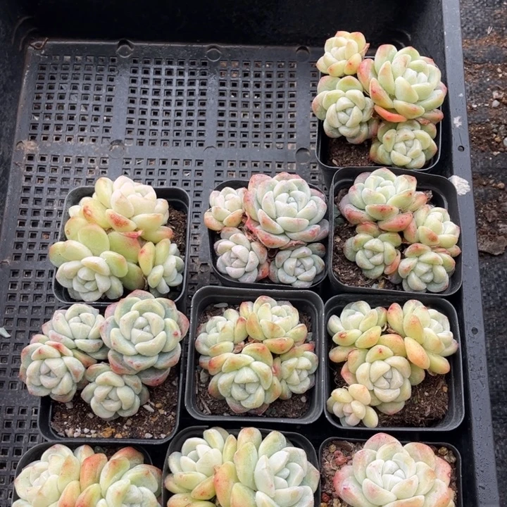 冰玉多肉七方盆一组10个3号