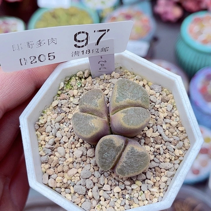 多肉植物生石花5-97