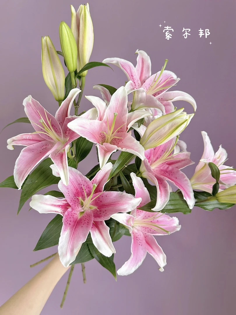 索尔邦香水百合 高品质鲜切花 云南鲜花 冷链包邮
