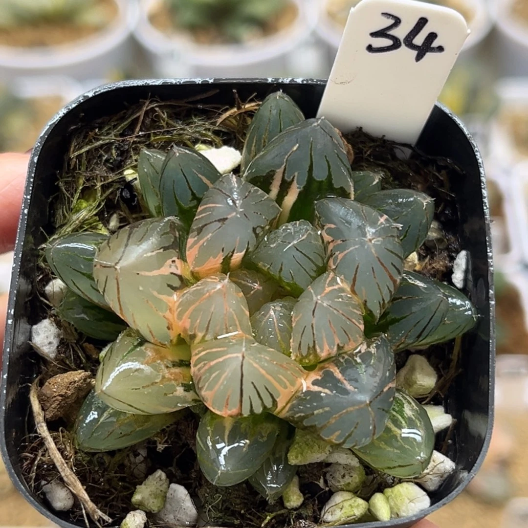 34龙爪玉露锦福利专场