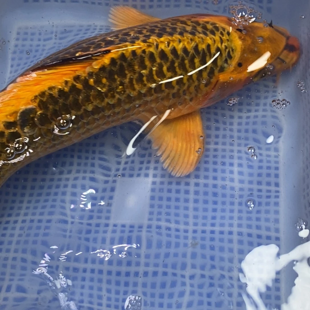 锦鲤锦鲤 开衩掉麟充血属于正常情况介意别拍无开箱视频不售后