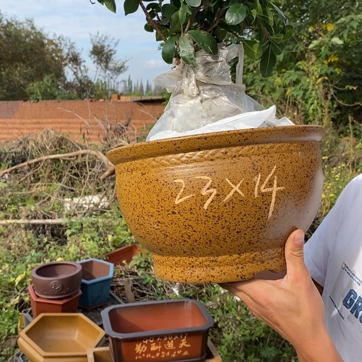 紫砂花盆紫砂花盆里的东西