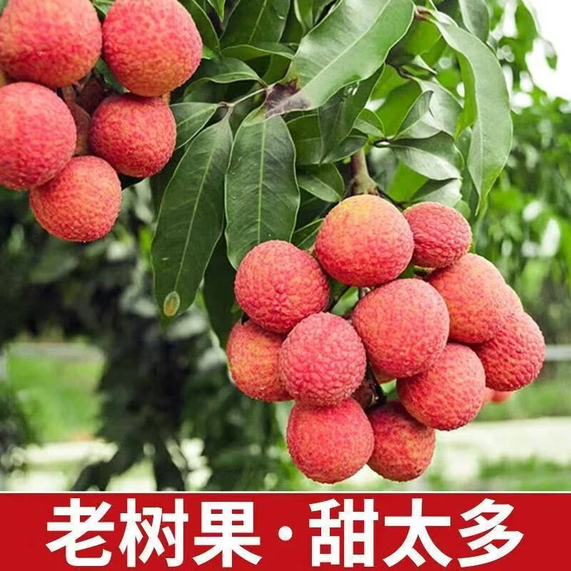 【冷链发货】妃子笑荔枝新鲜现摘爆汁应季水果现采现发NS/DT