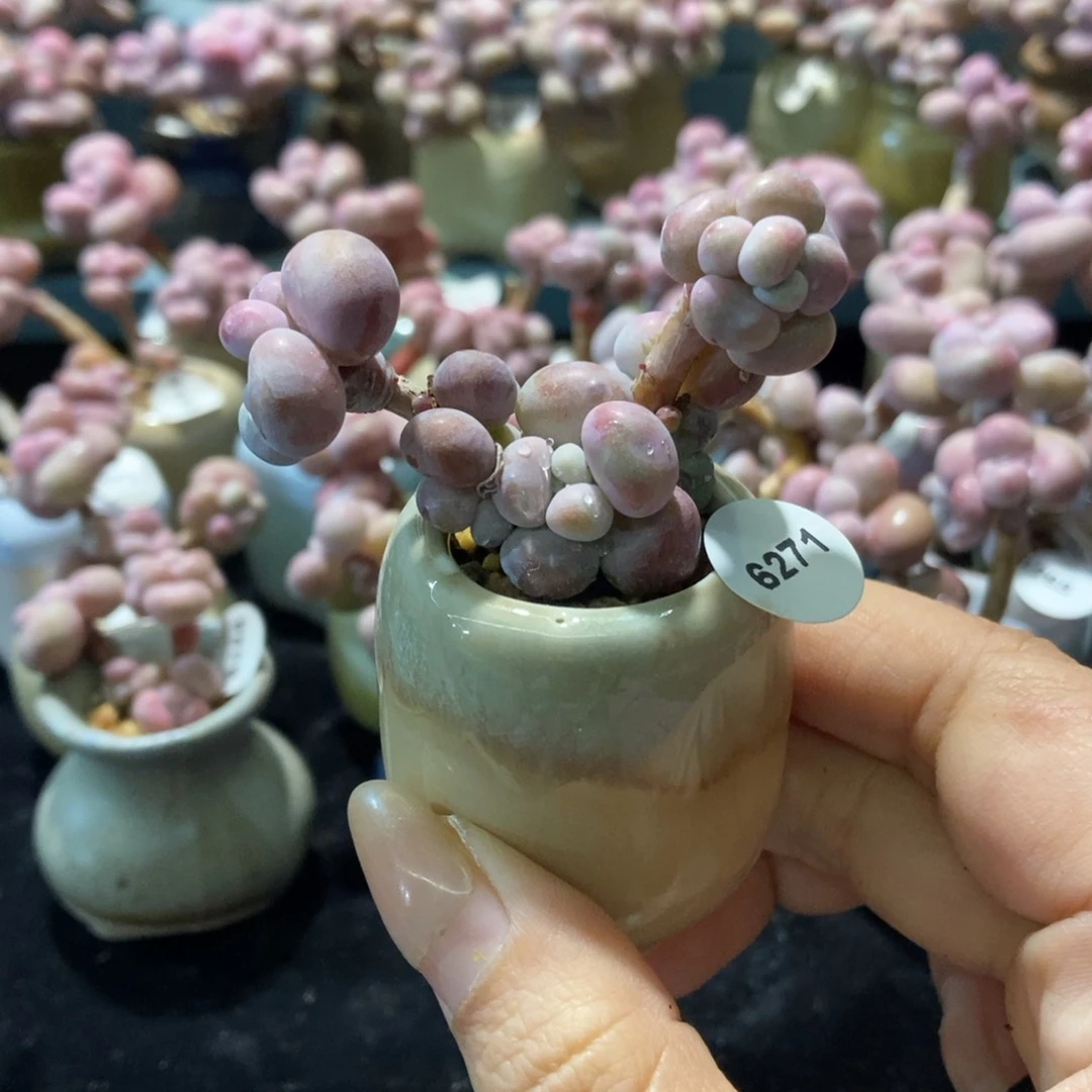 6271糖果腰子蛋带盆土