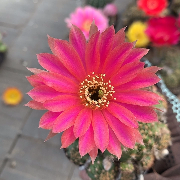 C119 侧芽自根丽花6厘米盆