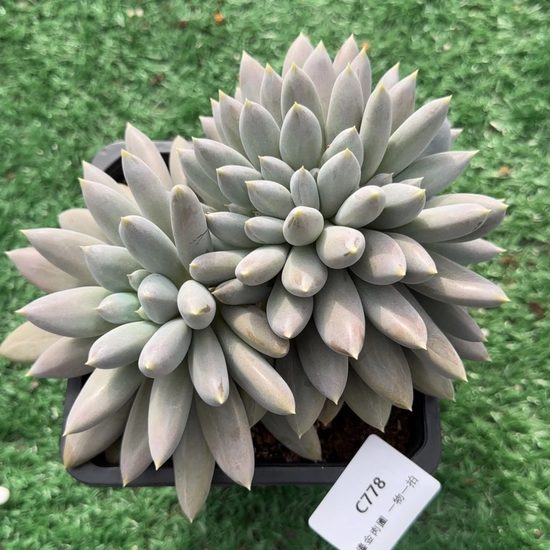C778实生根哥特缀