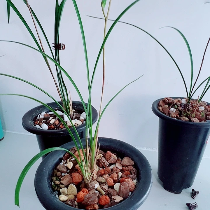 丽***完全开放一物一拍