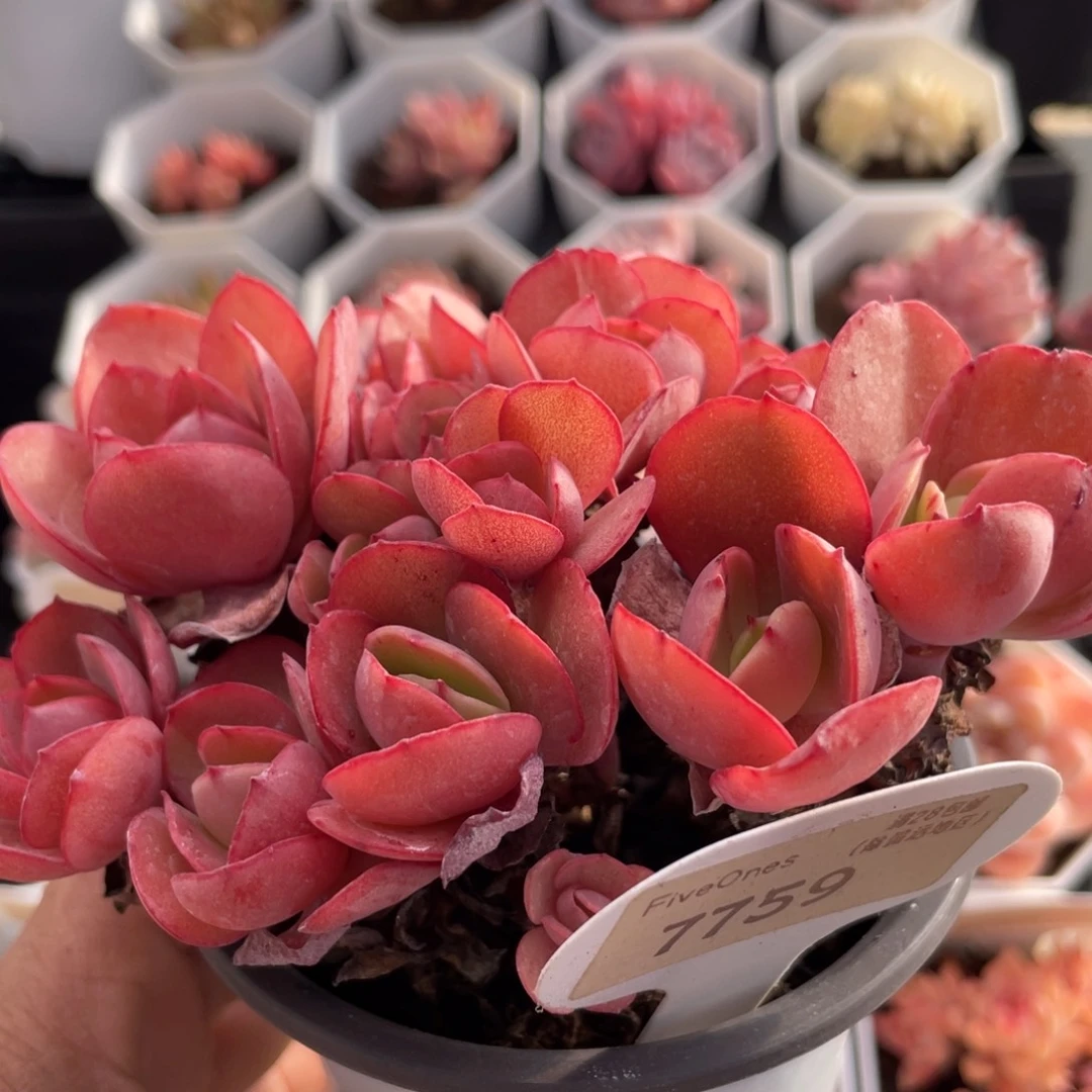 秀妍7759-12.0厘米