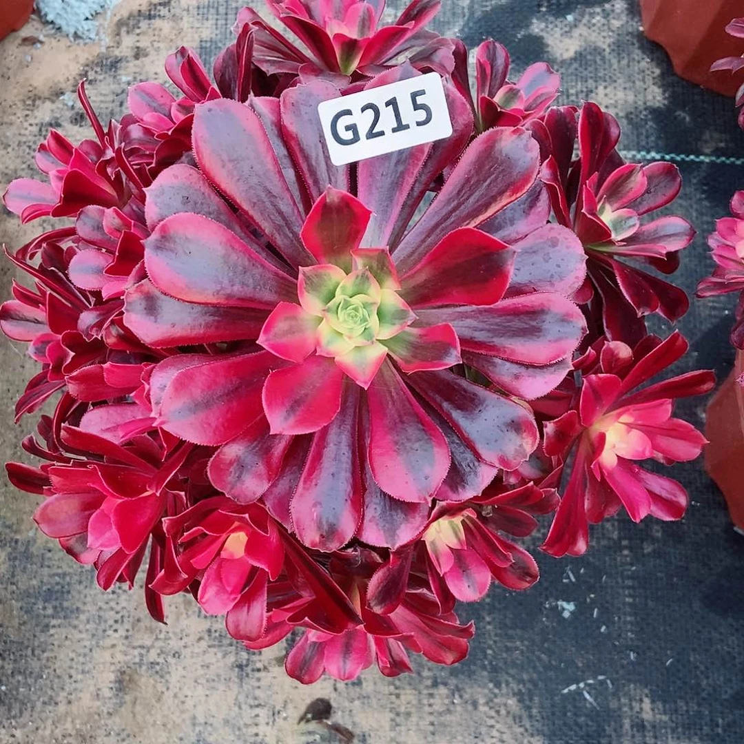 红陶我****主215美杜莎3多肉