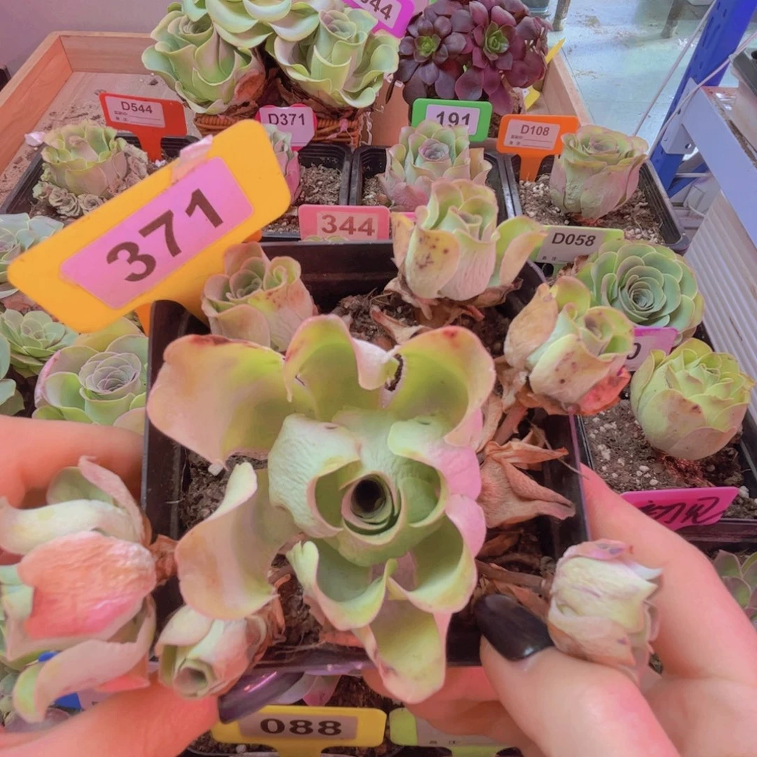 371山地玫瑰绿色