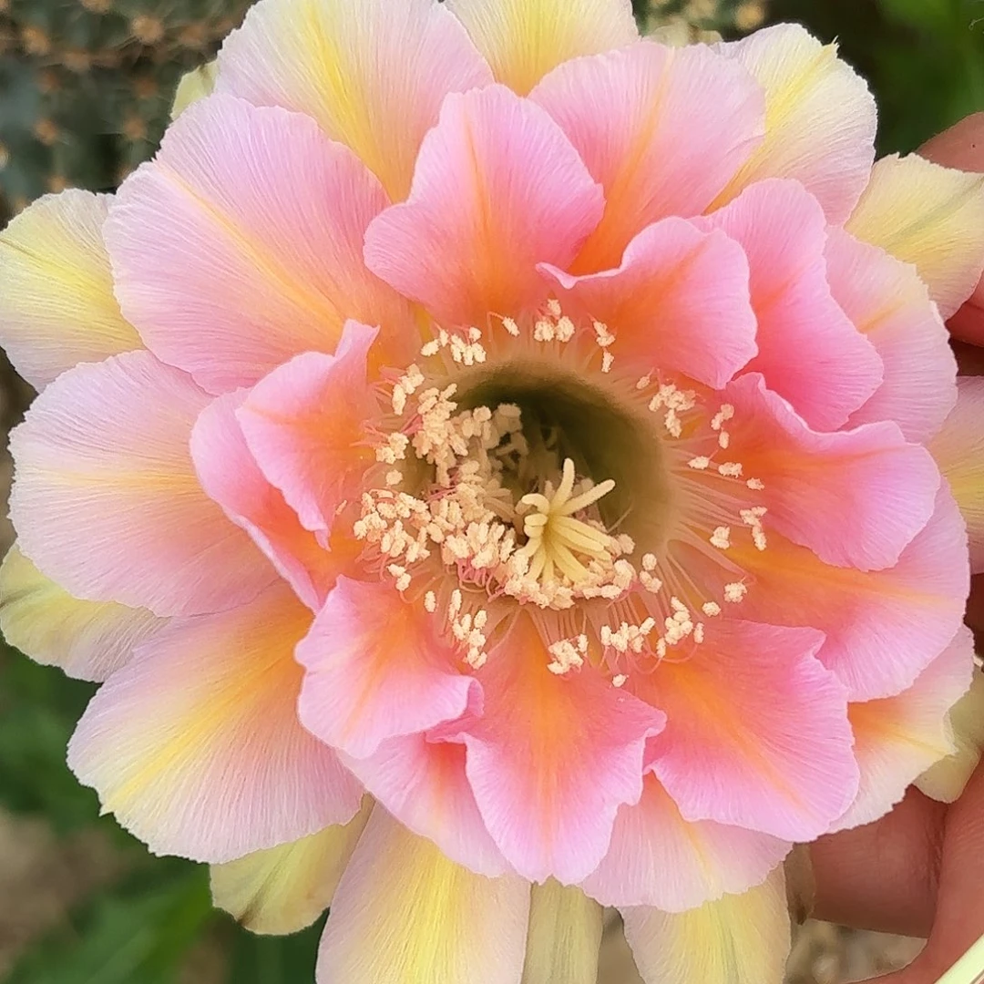 淑妃无根侧吗4到五