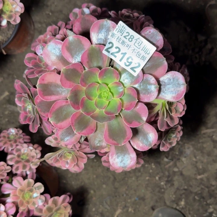 22192美杜莎多肉植物
