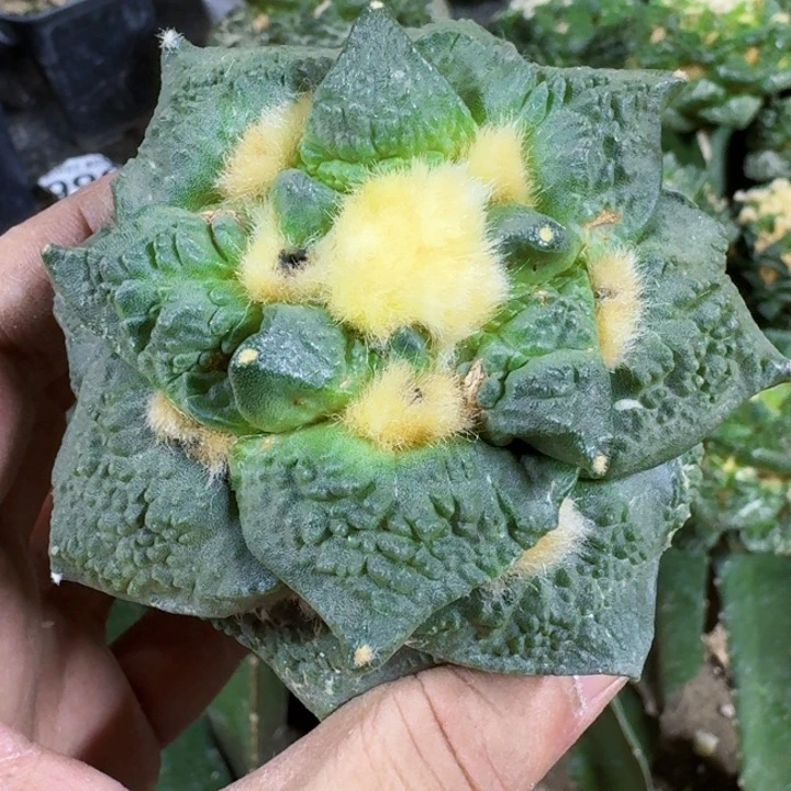 无花朵福利苗接牡丹006