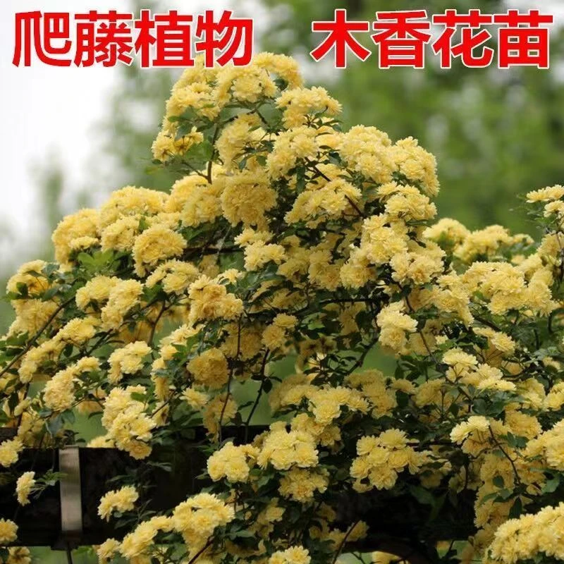 直播黄木香开花爆花机器大型爬藤庭院拱门花墙耐寒耐热