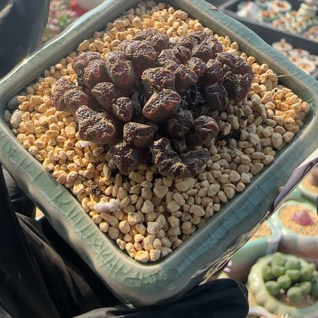 8179--一物一拍 带盆