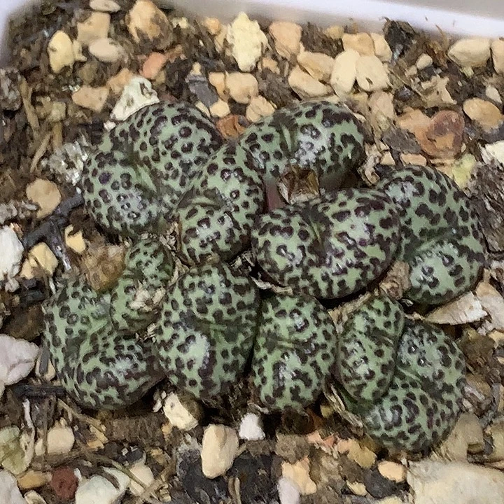 精品多肉植物精品多肉