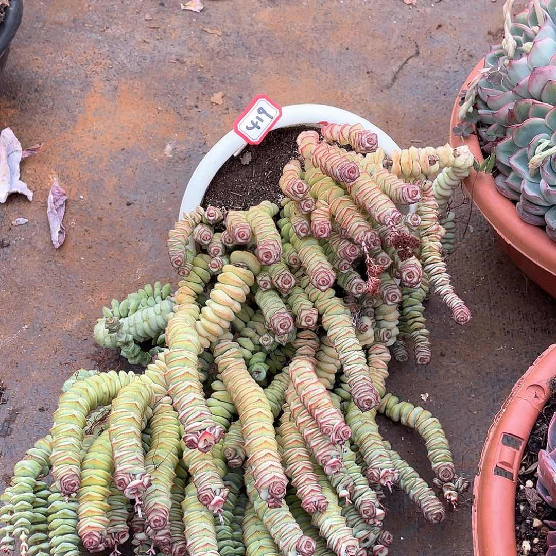 419钱串一物一拍多肉