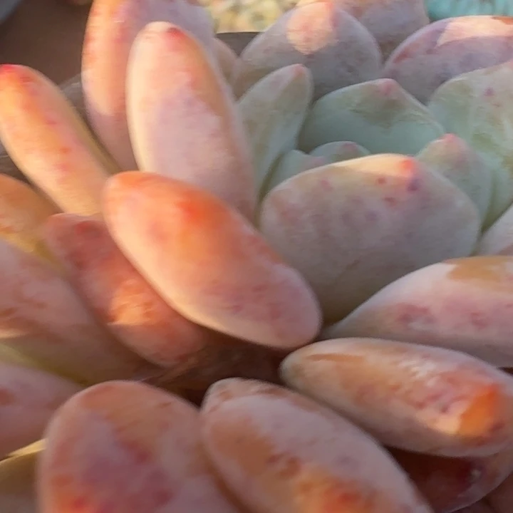 多肉植物带盆带盆带盆