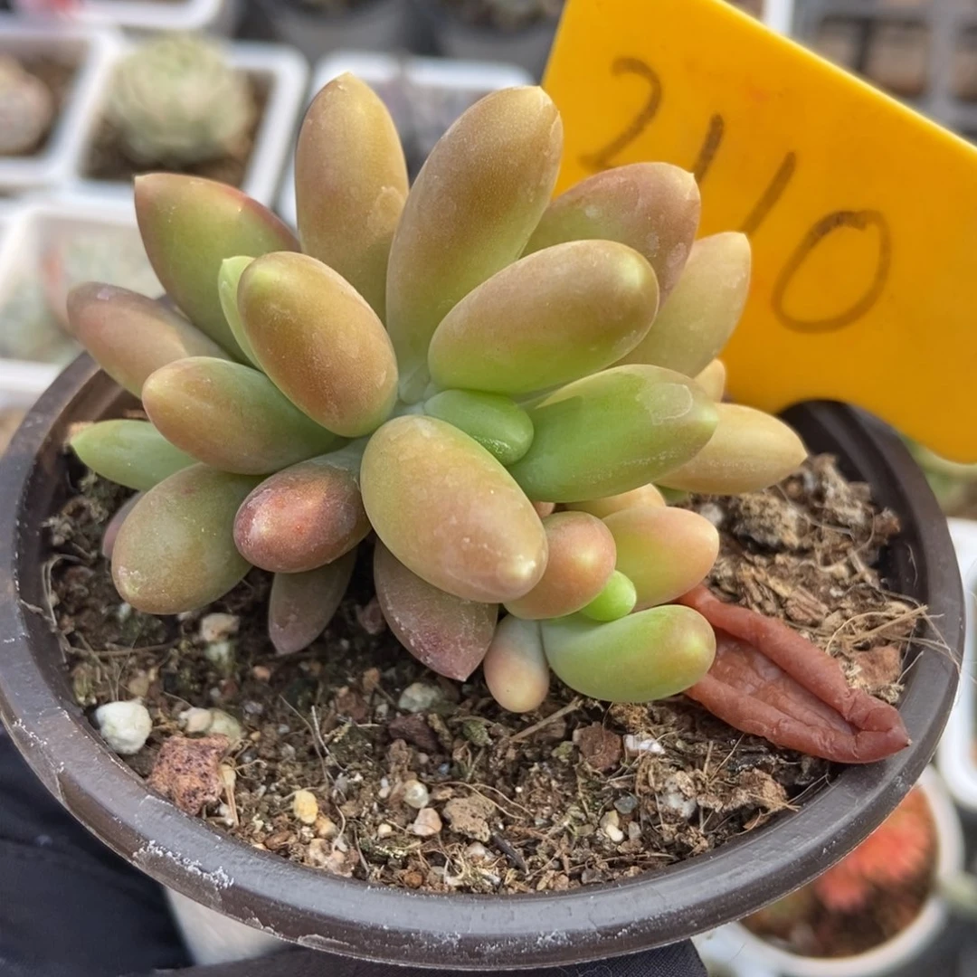2110芒果美人多肉植物保护