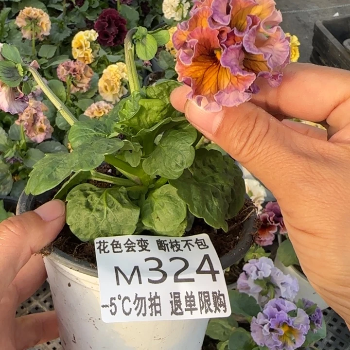 是***！无花朵M324角堇小苗一物一拍默认苗晃