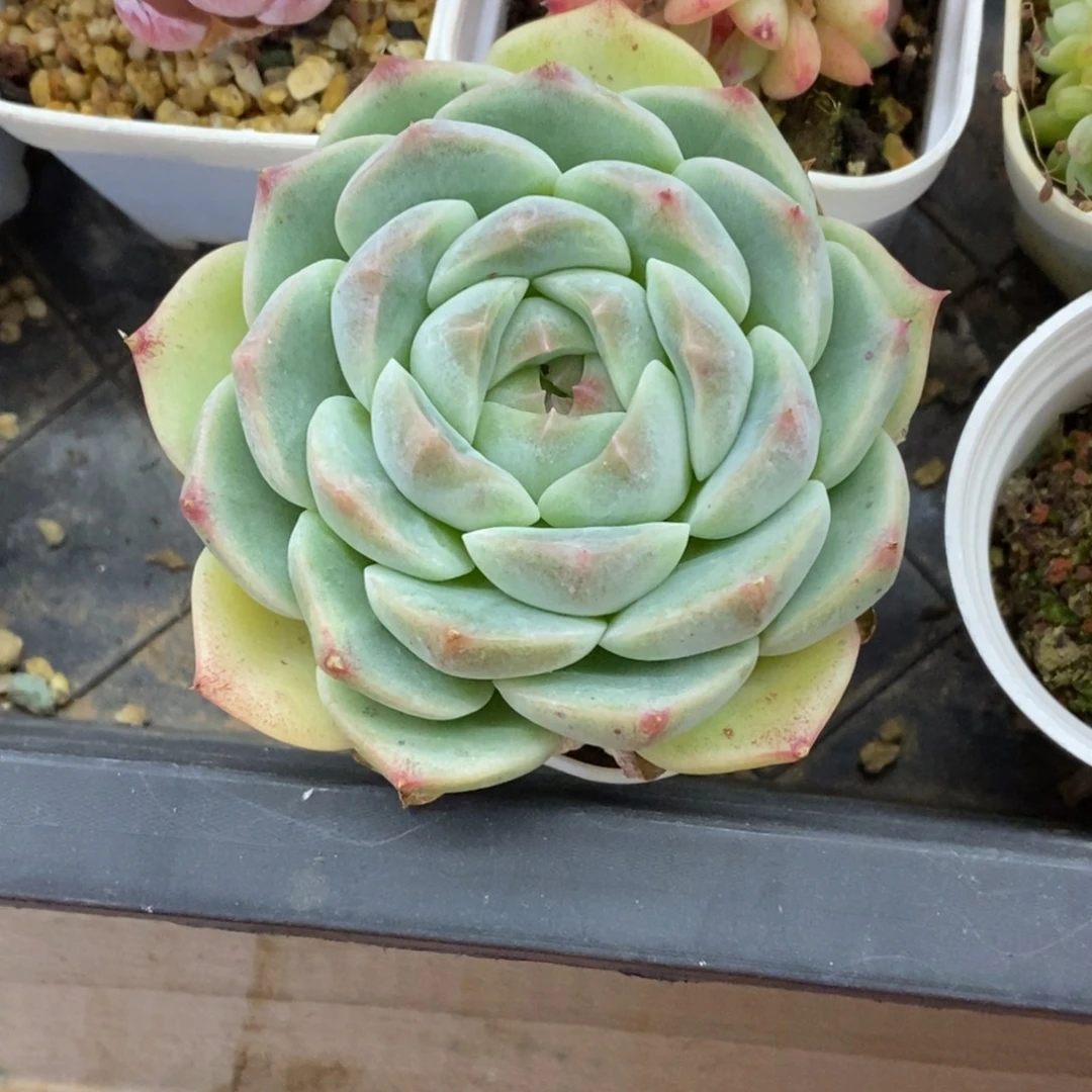 精品多肉一物一拍不包整232