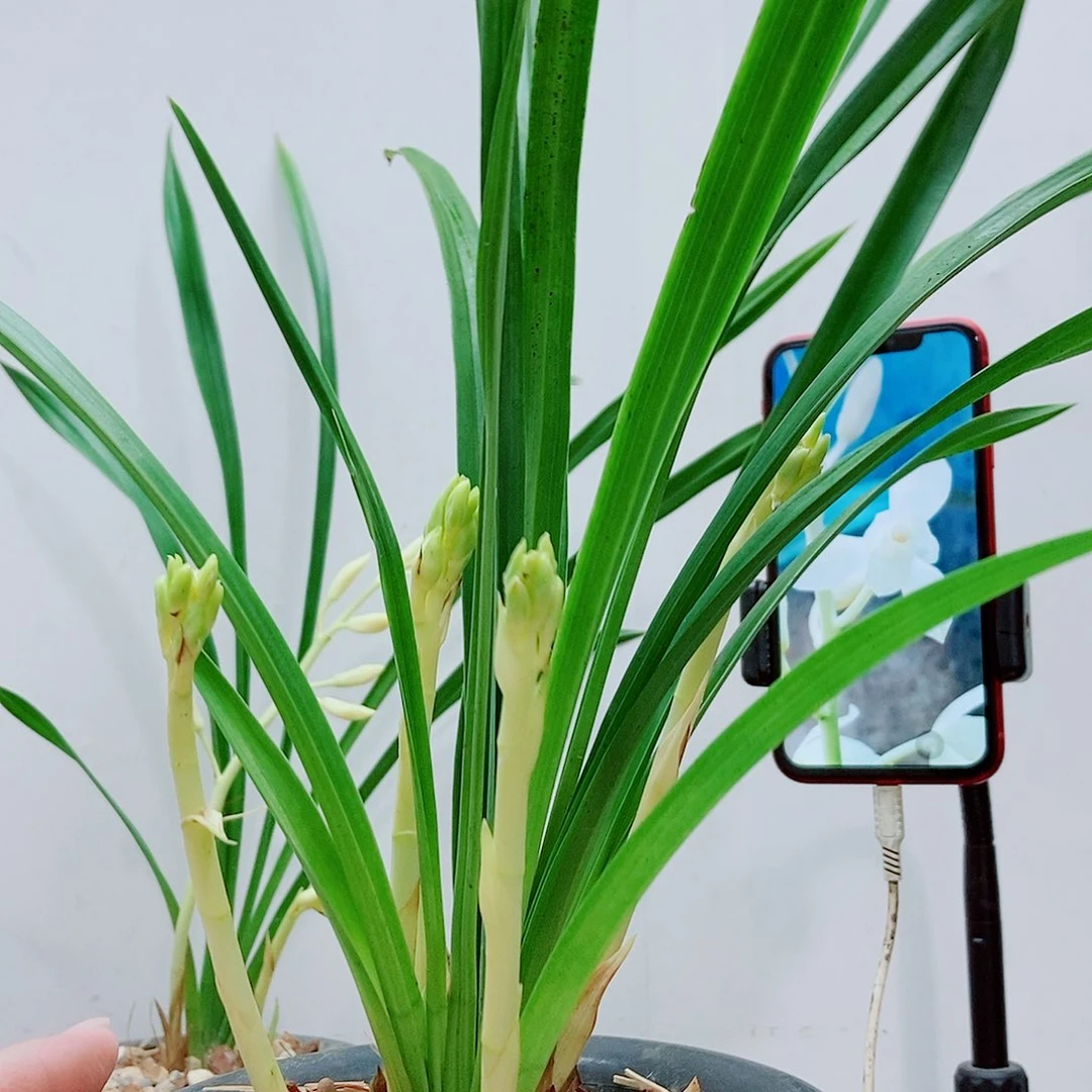 当前无花栽培后可以开花