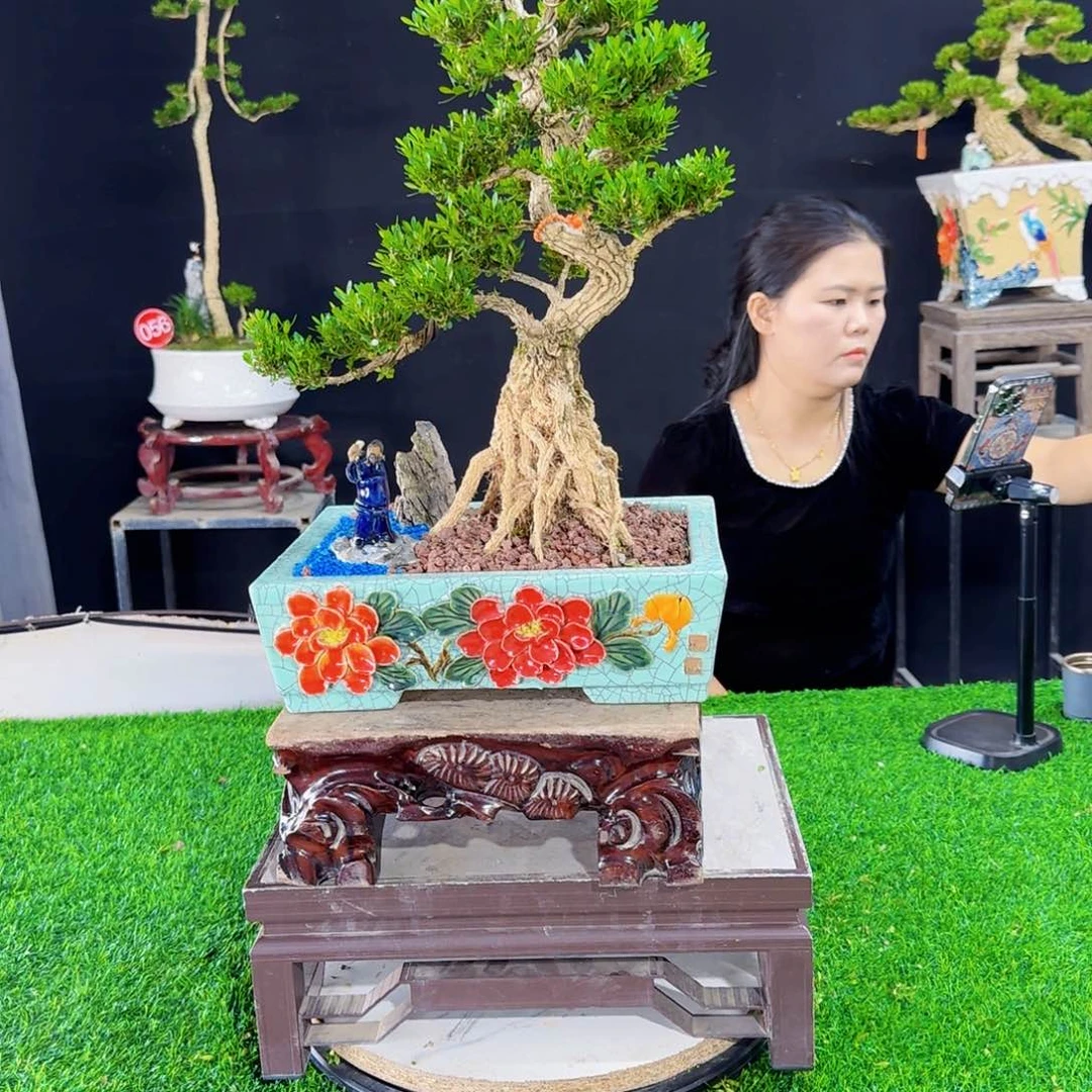 当前无花朵，栽培后可花朵