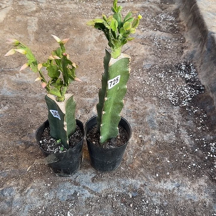 725+363嫁接蟹爪兰：钻石+038