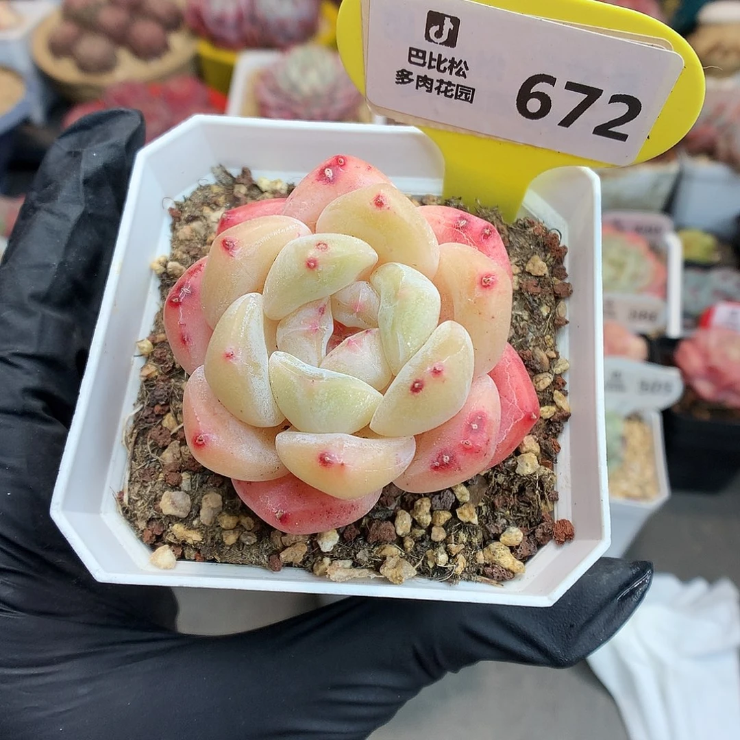 672 糖心福利拍多肉