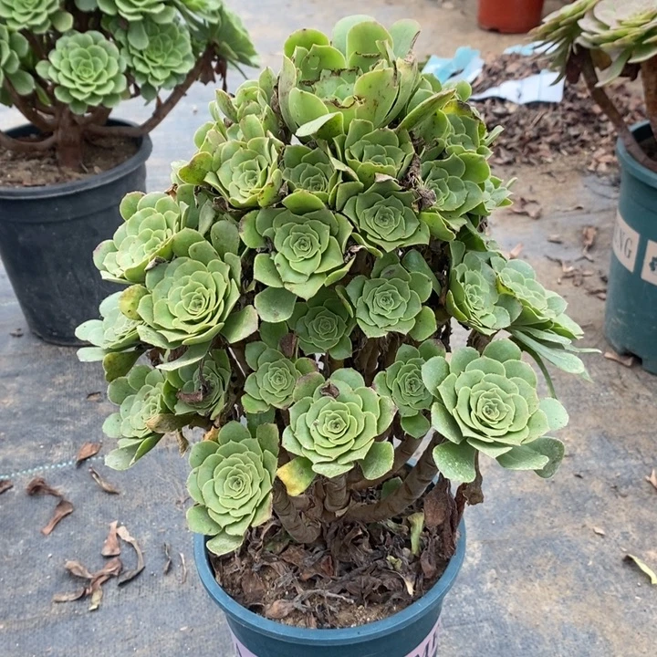 绿羊绒多肉植物080