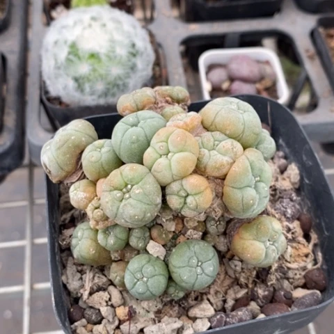 海鲜多头7仙人球