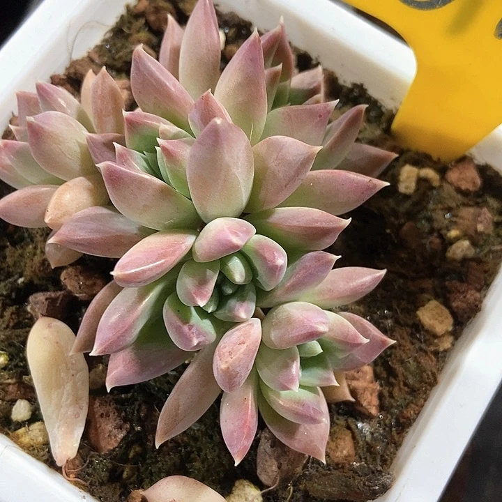 多肉植物619多肉