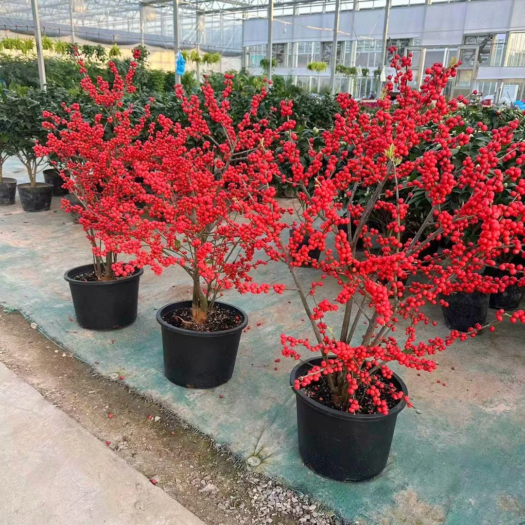 北美冬青树盆栽老桩花苗冬红果年宵花卉盆景耐寒带红果可鲜切花枝