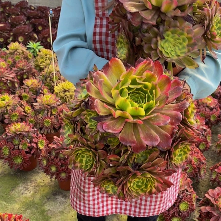 沙皇一颗多肉植物