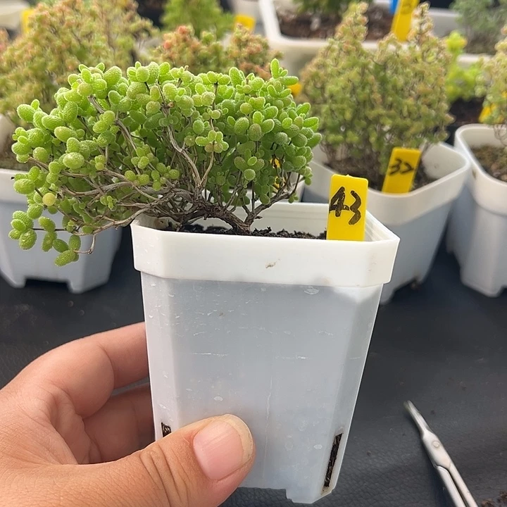 43号蜜橘悬崖桩一物一拍