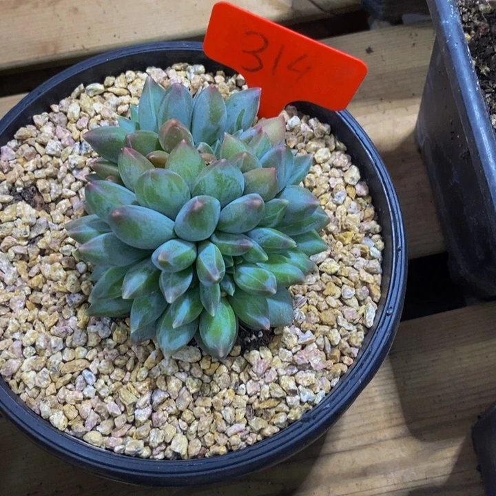 你要吃就去拿去咯