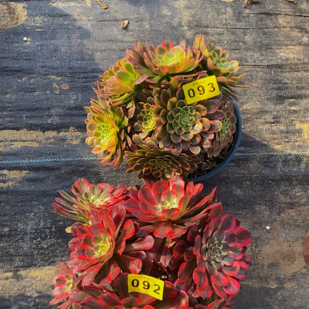 知****?多肉000093朝霞、92烟花