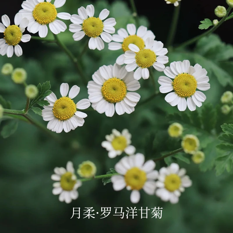 500ml罗马洋甘菊单方精油