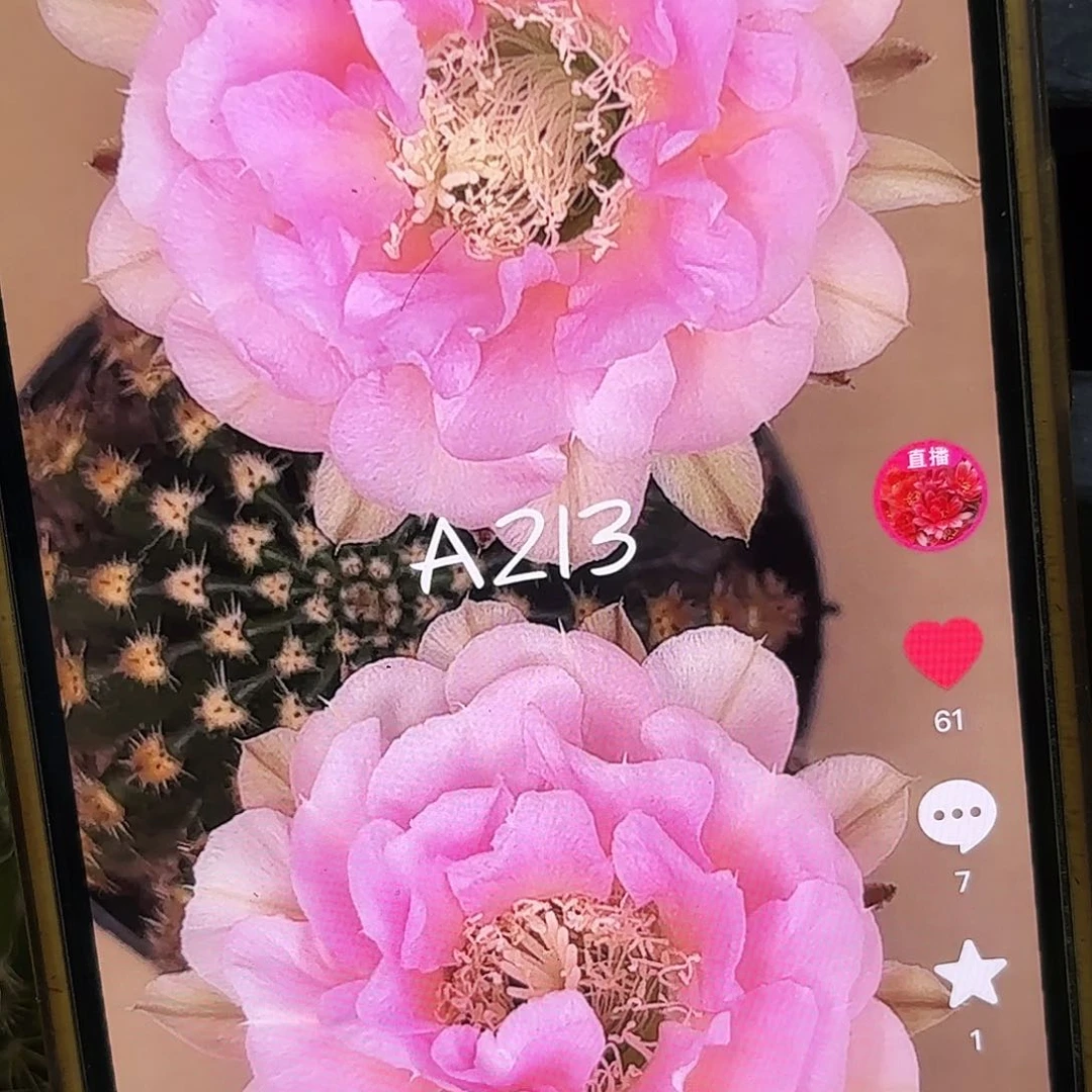 A213彩侧牙20包邮仙人球24