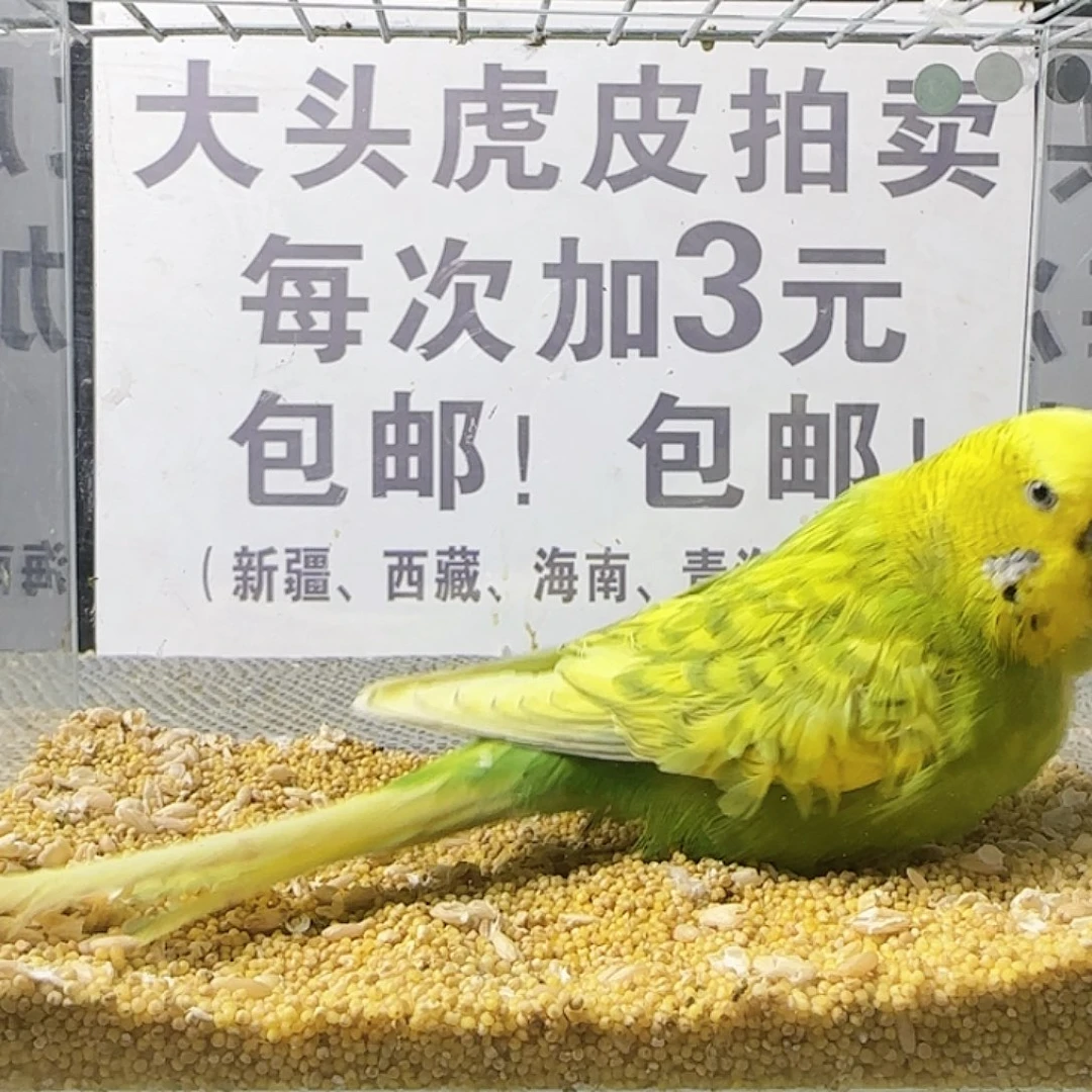 虎皮鹦鹉大头鹦鹉
