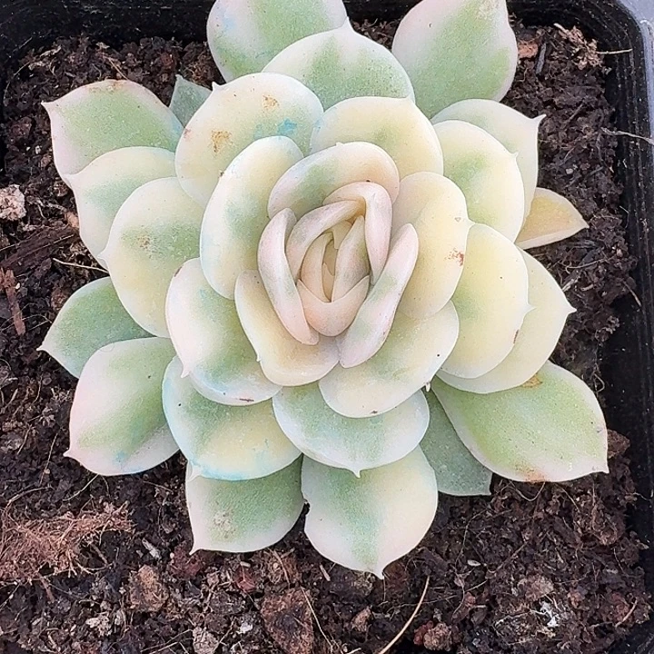 昂斯诺锦一物一拍