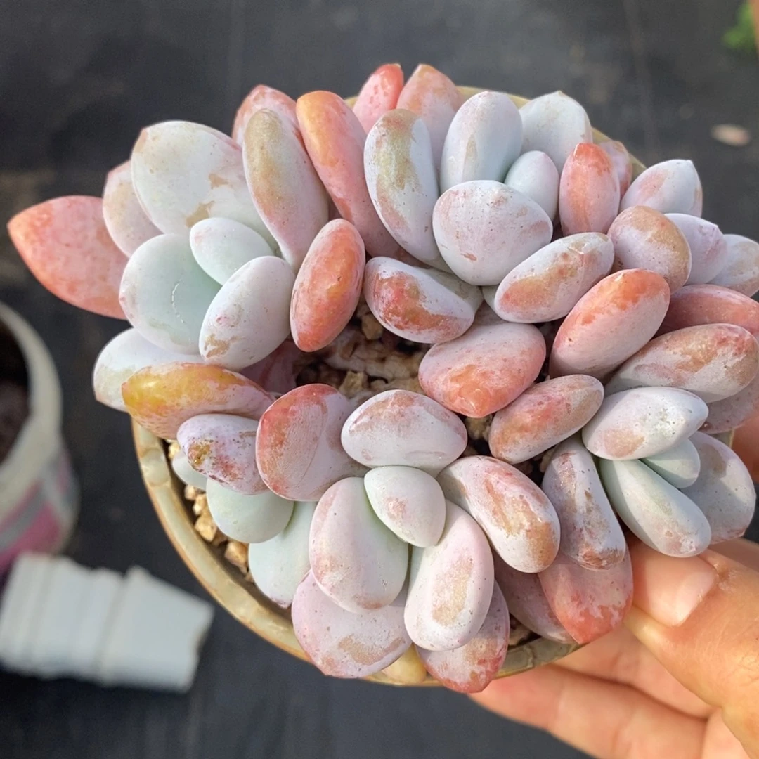 粉兔群生一物一拍