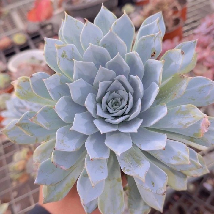 薄叶蓝鸟大单头老桩