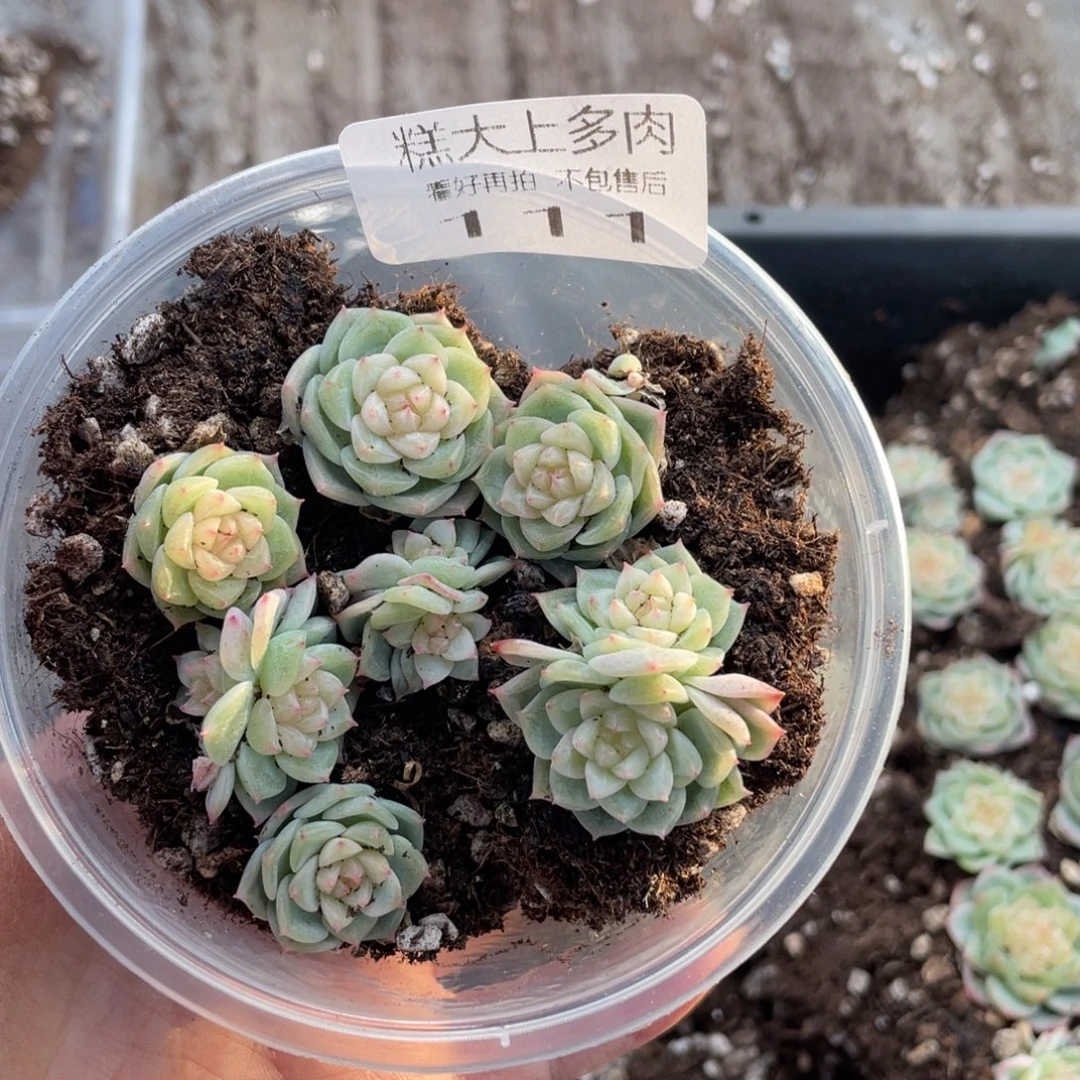糕大上多肉植物111