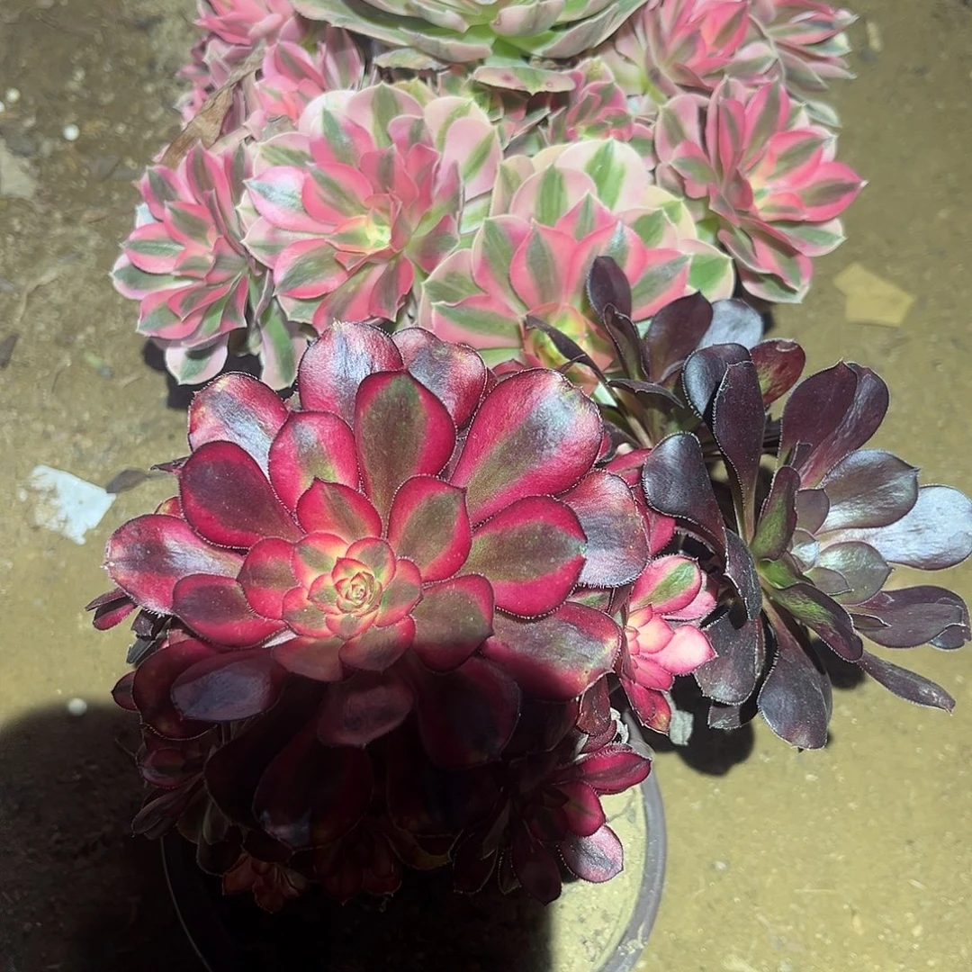 女巫香奈儿阴阳708号