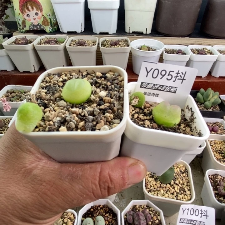多肉一物一拍095号拉登1.8厘米左右2颗