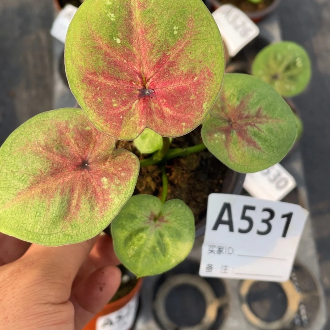 完全开放海王小崽