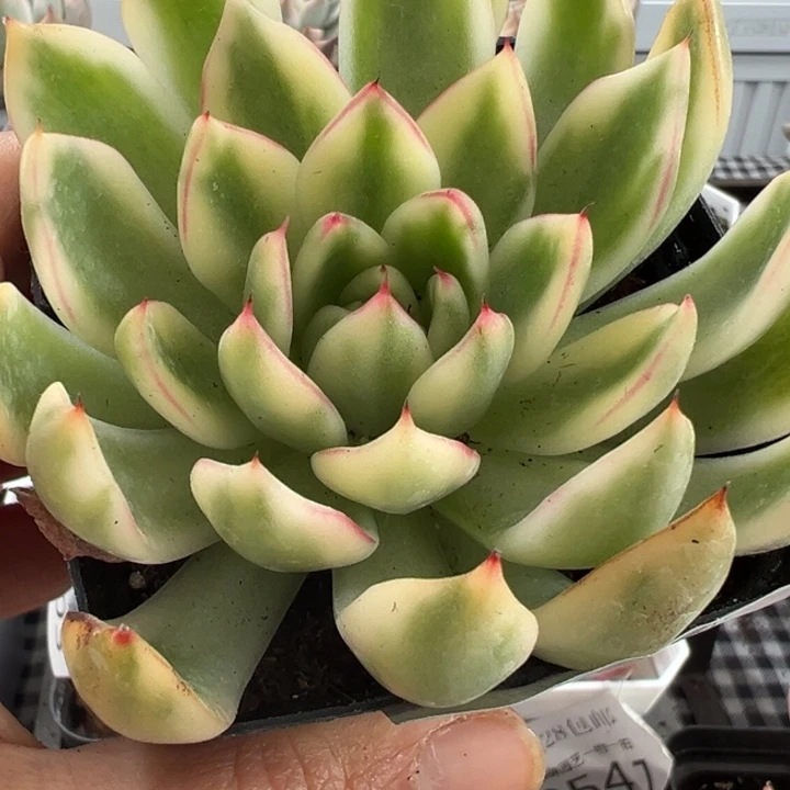 汉娜锦多肉植物2544